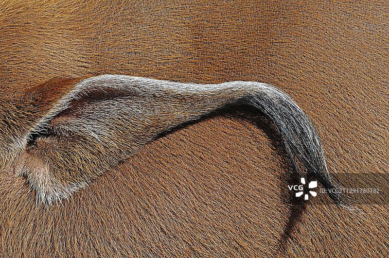 圈养的红河猪（Potamochoerus porcus pictus）的耳朵，德国，欧洲图片素材