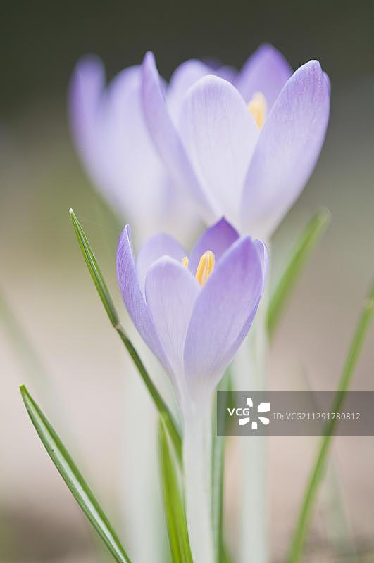 德国下萨克森州埃姆斯兰哈伦的番红花图片素材