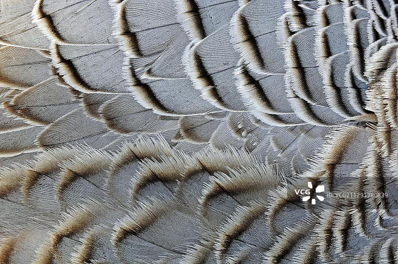 黑雁，羽毛细节，圈养，北莱茵-威斯特法伦州，德国，欧洲图片素材