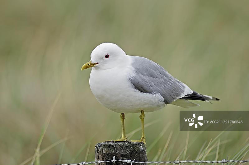 普通海鸥，荷兰特塞尔图片素材