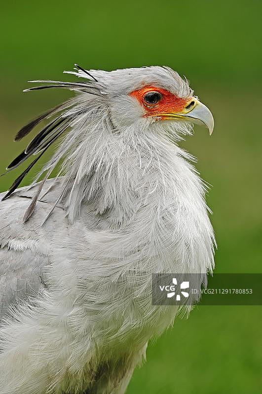蛇鹫（Sagittarius serpentarius），肖像，圈养，德国，欧洲图片素材