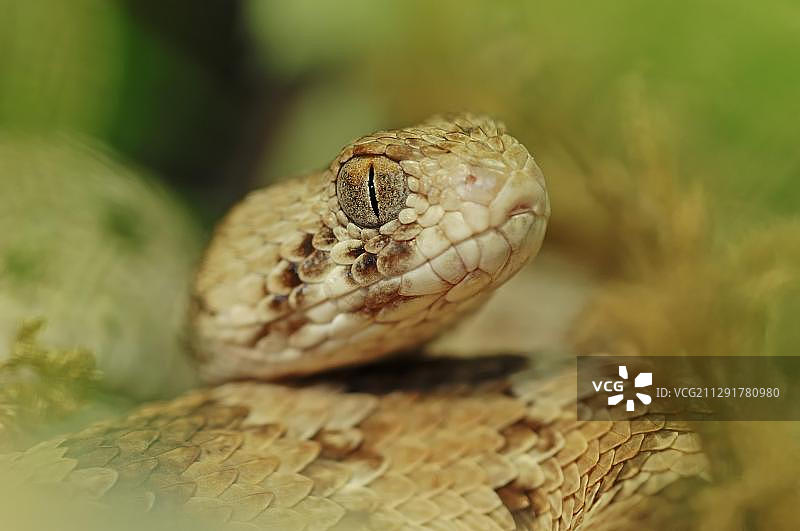 锯鳞蝰蛇亚洲原产地圈养图片素材