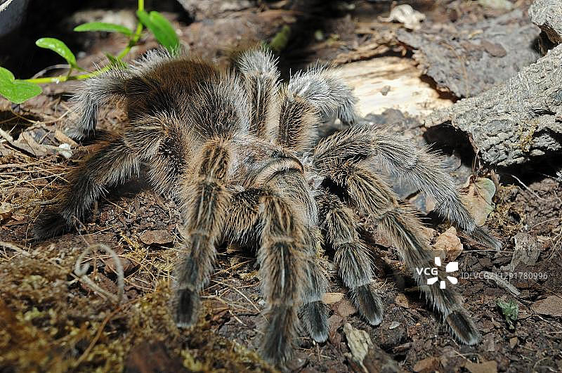 玫瑰红蜘蛛图片素材