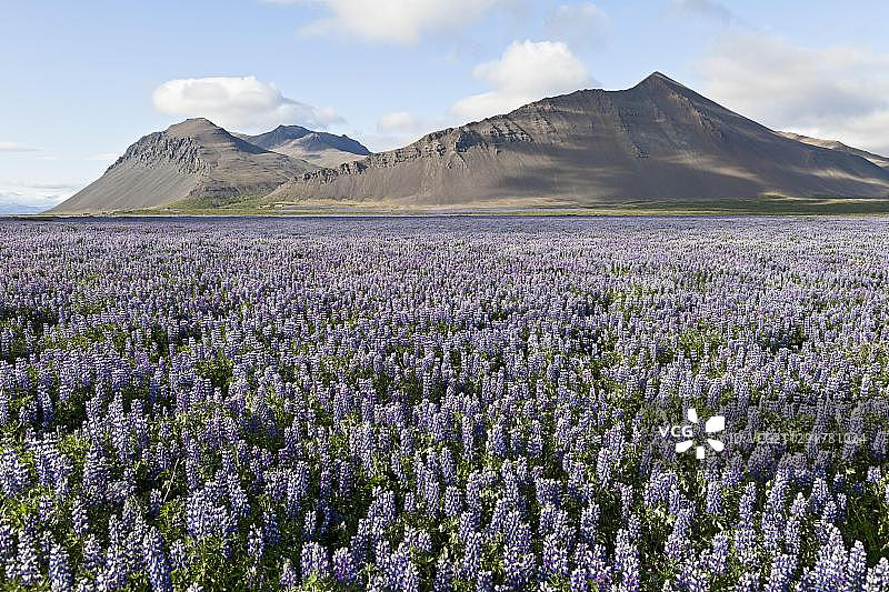 冰岛西部阿克拉内斯附近熔岩山前盛开的鲁冰花田图片素材