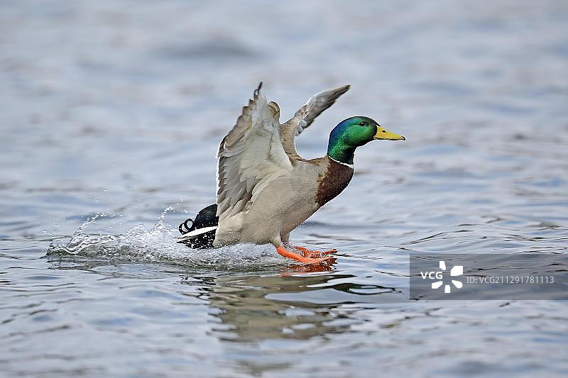 绿头鸭，雄鸭降落在水面上，德国柏林图片素材