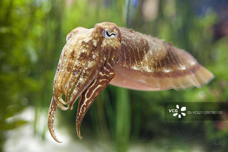 德国石勒苏益格-荷尔斯泰因州托宁瓦登海信息中心的墨鱼图片素材