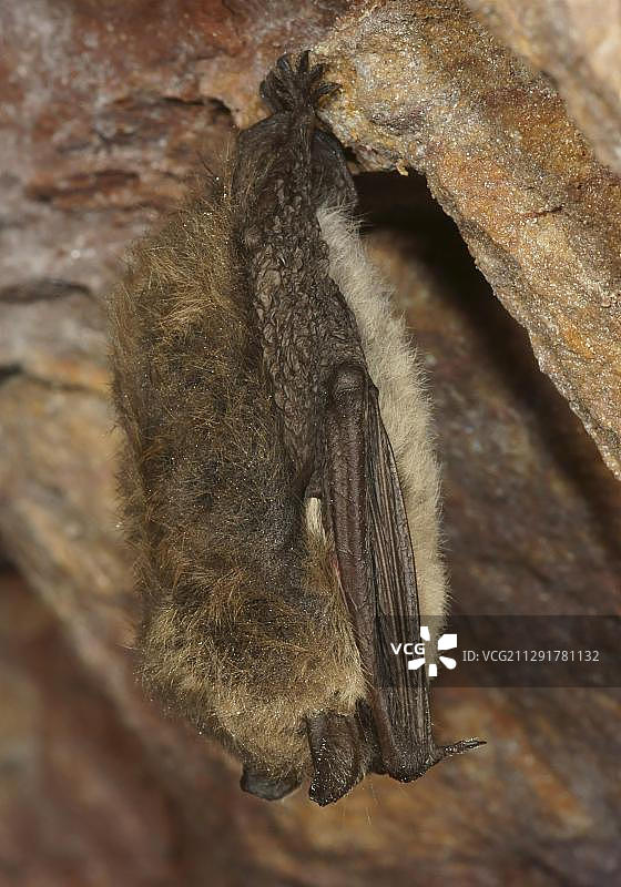 德国黑森州冬眠的须鼠耳蝠图片素材