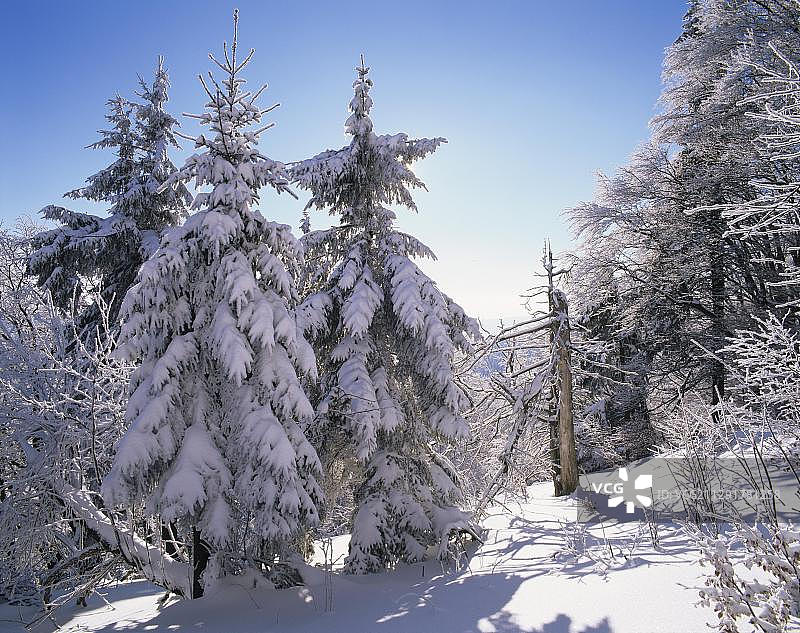 德国图林根森林格罗瑟因塞尔斯贝格自然保护区冬季风光图片素材