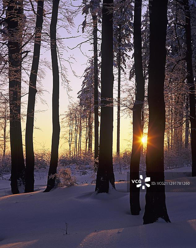 德国图林根森林施图策巴赫附近山毛榉林雪景日落图片素材