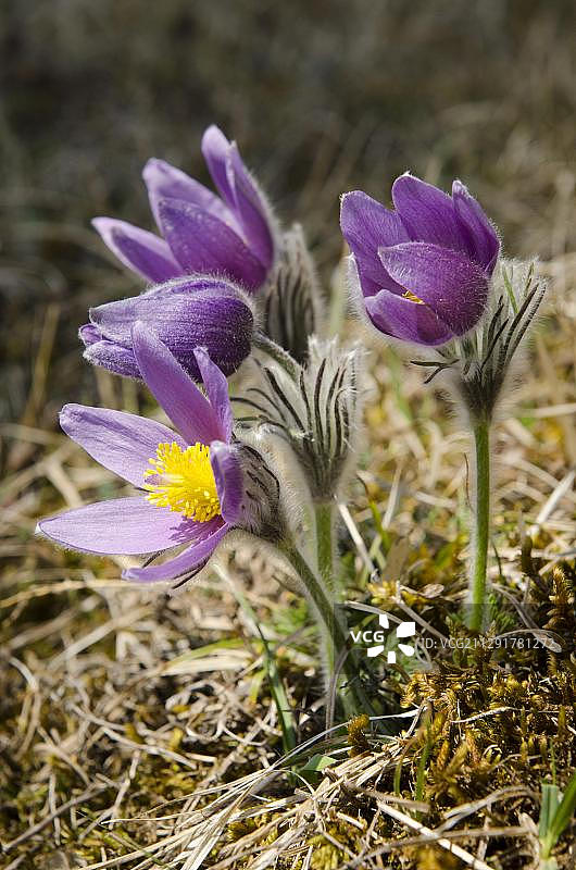 德国巴登-符腾堡的普通白头翁或血色丹麦花（Pulsatilla vulgaris）图片素材