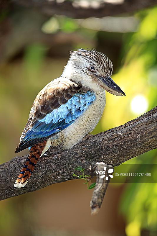 蓝翅笑翠鸟，栖息在树上，澳大利亚，大洋洲图片素材