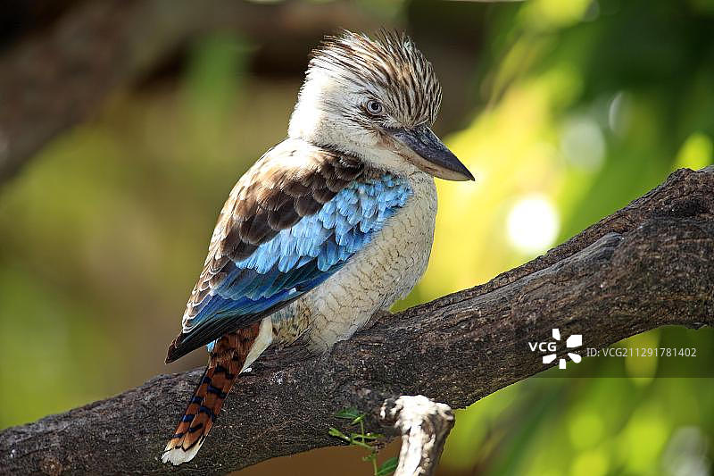 蓝翅笑翠鸟，栖息在树上，原产于澳大利亚，南非开普敦附近豪特湾鸟类野生动物保护区图片素材