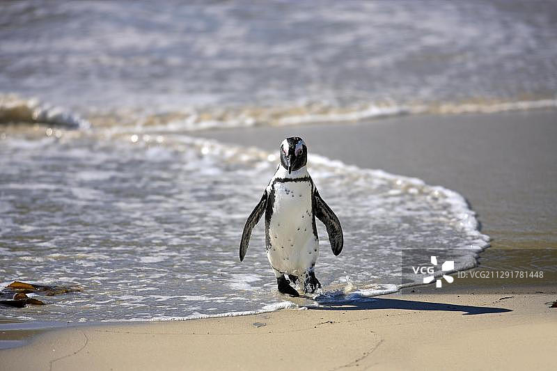 南非西蒙镇海滩上的非洲企鹅图片素材