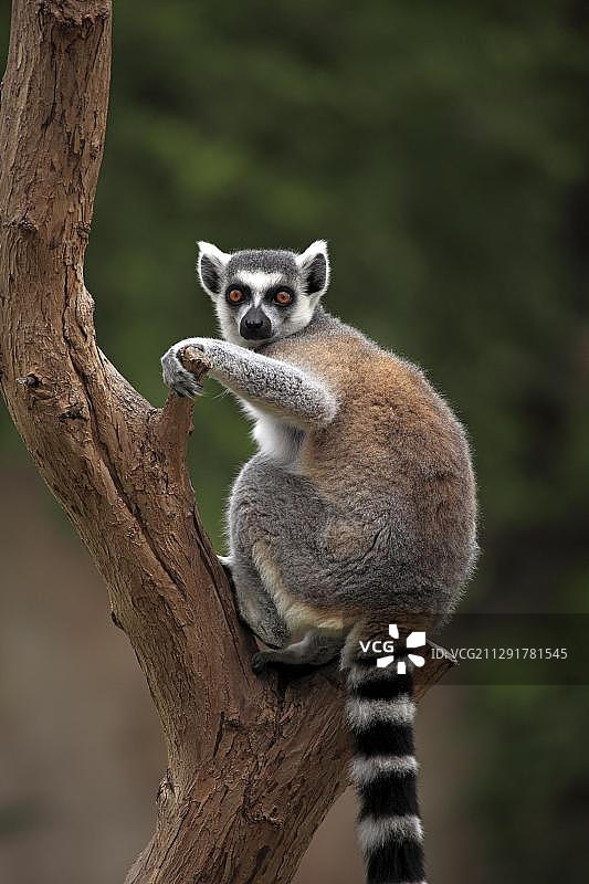 树上的成年环尾狐猴，马达加斯加，非洲图片素材