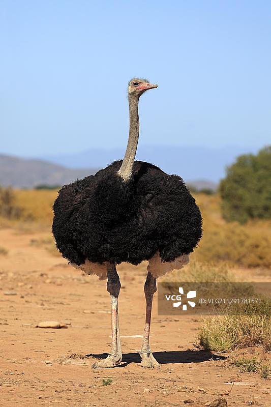 南非鸵鸟，成年雄性，奥茨胡恩，小卡鲁，南非，非洲图片素材