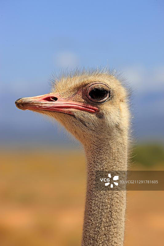 南非鸵鸟：成年雄性，肖像，奥茨胡恩，小卡鲁图片素材