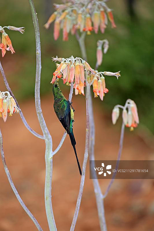 雄性太阳鸟在花丛中觅食 - 南非小卡鲁奥茨胡恩图片素材