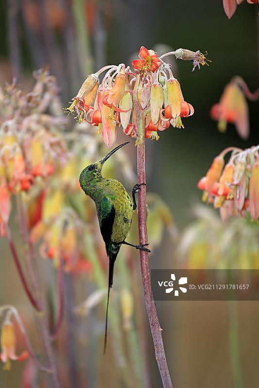 雄性太阳鸟在花丛中觅食 - 南非小卡鲁奥茨胡恩图片素材