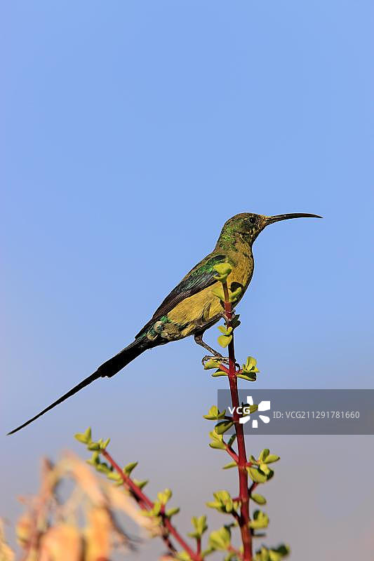 雄性马拉achite花蜜鸟栖息在瞭望台上，南非卡鲁图片素材