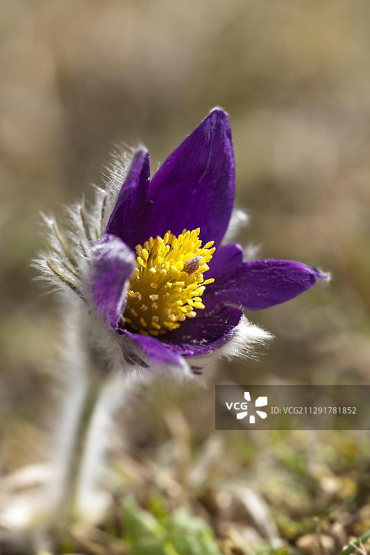 白头翁，德国莱茵兰-普法尔茨火山埃菲尔地区图片素材