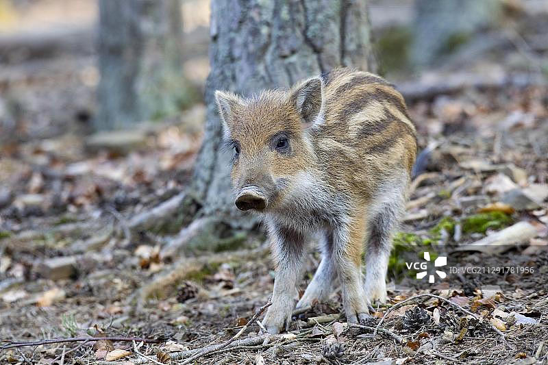 德国莱茵兰-普法尔茨州火山埃ifel野生动物园的野猪图片素材