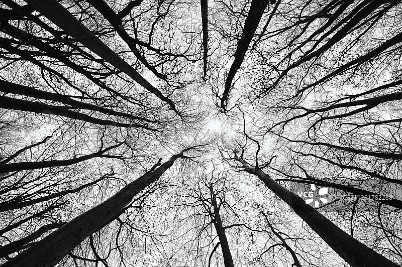 德国山毛榉树黑白仰视图图片素材