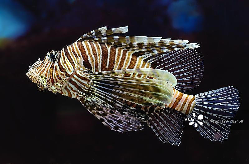 水族箱中的红狮子鱼图片素材