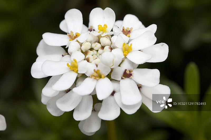 地中海常绿屈曲花，德国波鸿植物园图片素材
