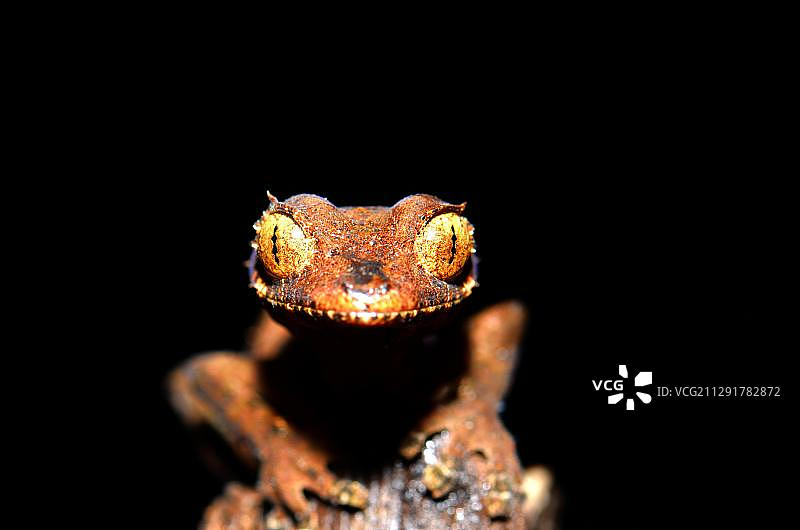 马达加斯加琥珀山国家公园的矛头叶尾壁虎图片素材