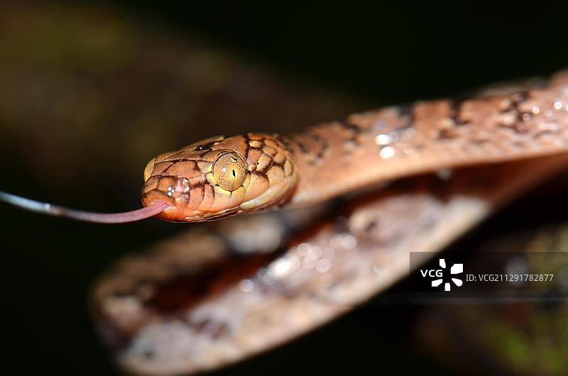马达加斯加北部雨林中的树栖蛇图片素材