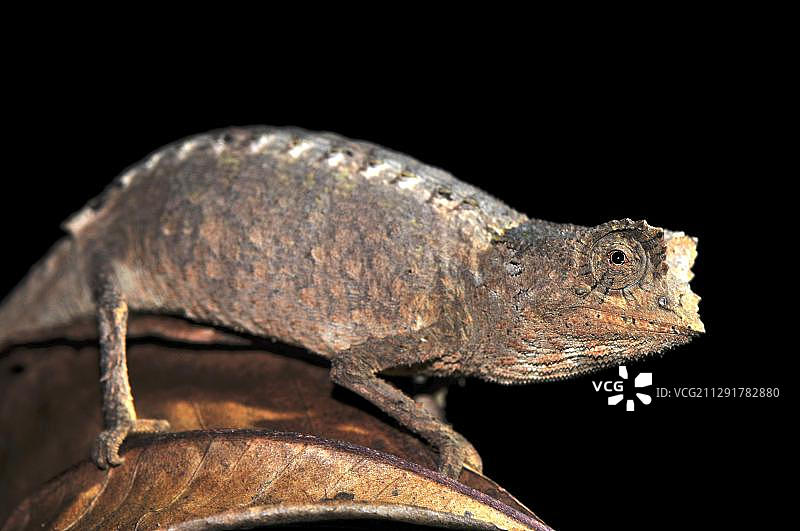 琥珀山国家公园的叶变色龙，马达加斯加，非洲图片素材