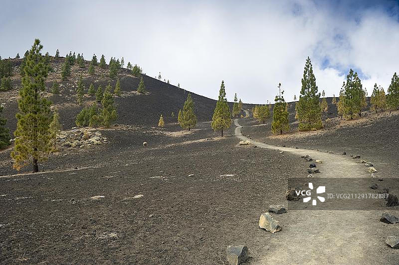 通往树木线的小路旁的松树（松属），泰德国家公园，西班牙加那利群岛特内里费岛图片素材