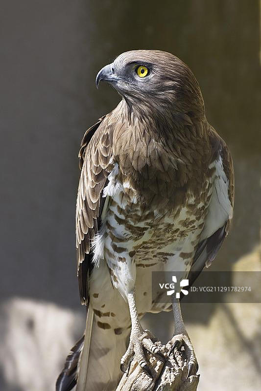 蛇雕，法国南部，法国，欧洲图片素材