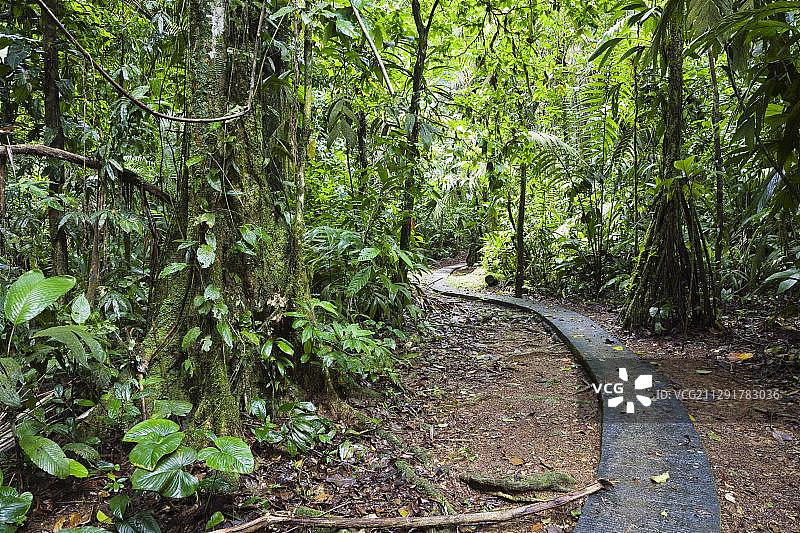 中美洲哥斯达黎加布劳略卡里略国家公园拉塞尔瓦生物站的低地雨林小径图片素材