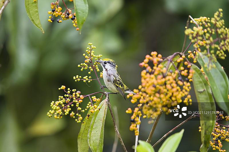 栗胁莺，栖息在哥斯达黎加布劳略卡里略国家公园低地雨林树枝上图片素材