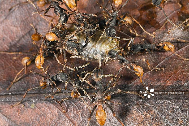 新大陆军蚁和鼠妇，工蚁，热带雨林，布劳略卡里略国家公园，哥斯达黎加，中美洲图片素材