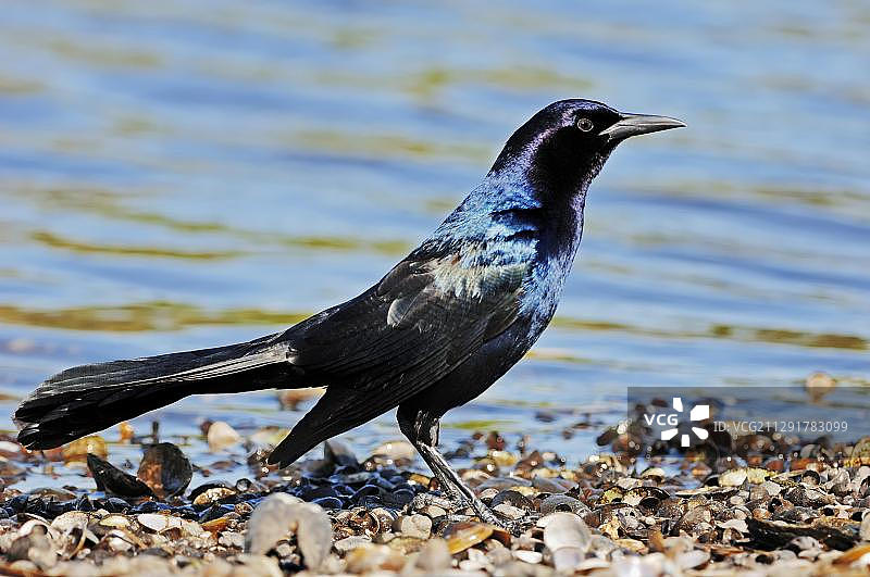 美国佛罗里达州米亚卡河州立公园的长尾船雀（雄性）图片素材