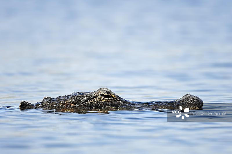 美国佛罗里达州大沼泽国家公园的美洲鳄图片素材