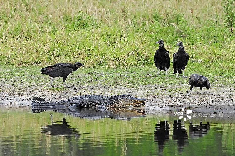 美洲鳄与黑美洲鹫图片素材