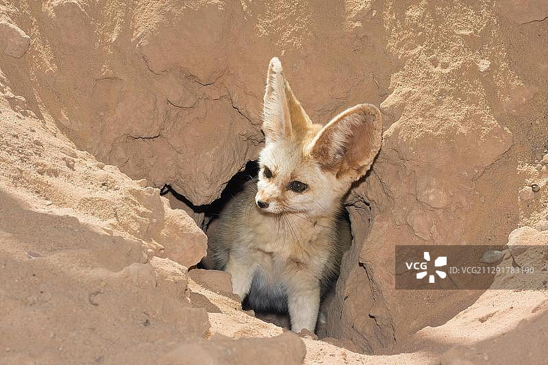 耳廓狐，利比亚沙漠图片素材