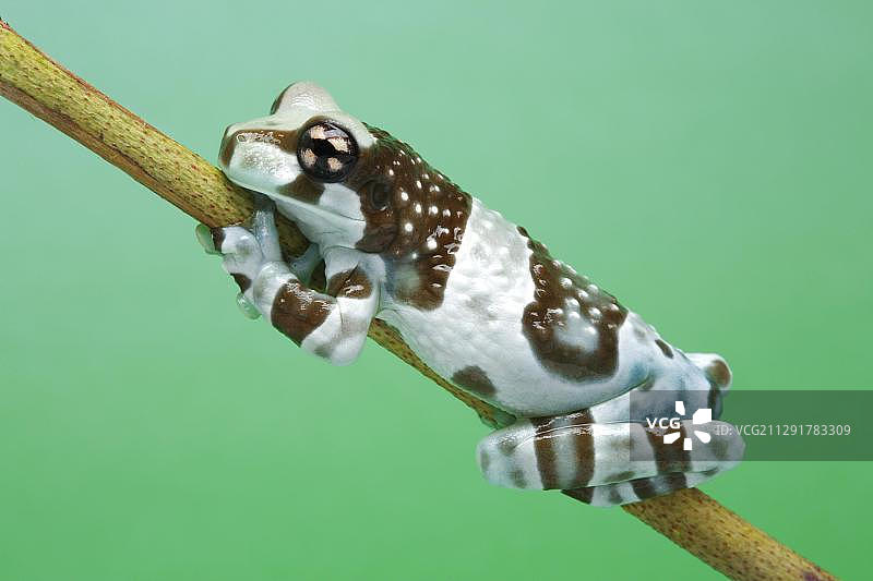 亚马逊牛奶蛙图片素材