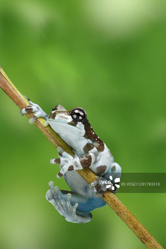 亚马逊牛奶蛙图片素材