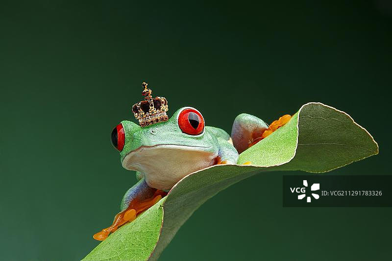 戴王冠的青蛙：红眼树蛙图片素材