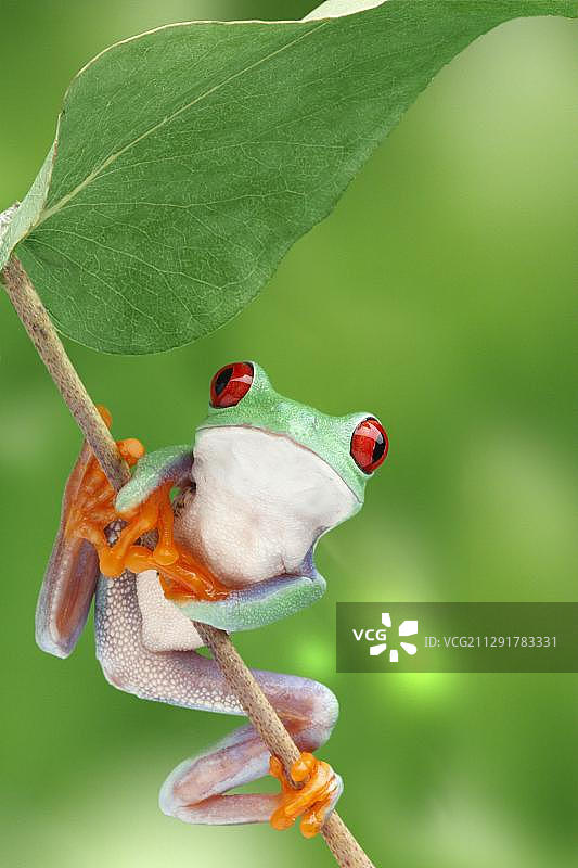 栖息在树枝上的红眼树蛙图片素材