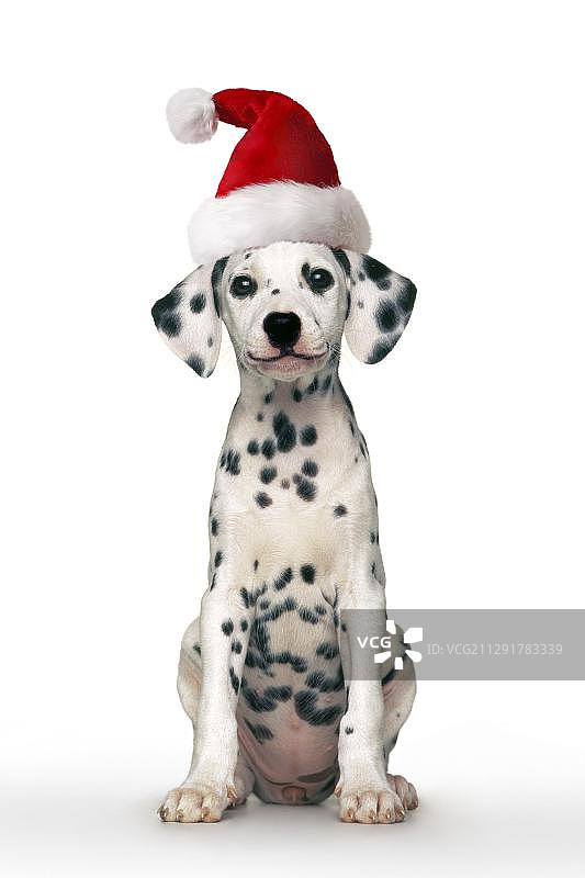 戴着圣诞帽的斑点狗幼犬坐着图片素材
