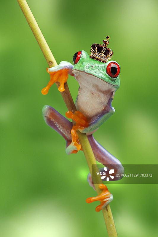 戴皇冠的青蛙，红眼树蛙攀爬在树枝上图片素材