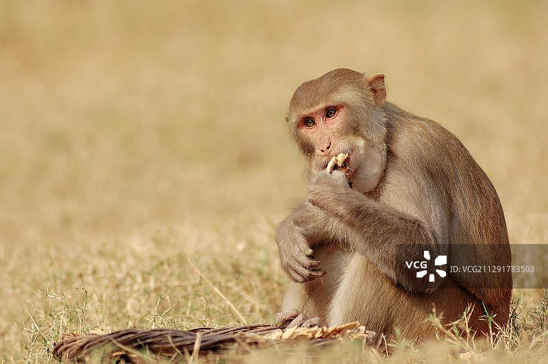 恒河猴：克奥拉德奥加纳国家公园，拉贾斯坦邦，印度，亚洲图片素材