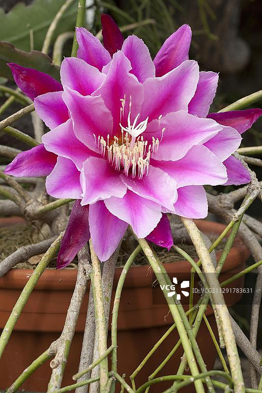 德国波鸿植物园的飞马柱仙人掌图片素材