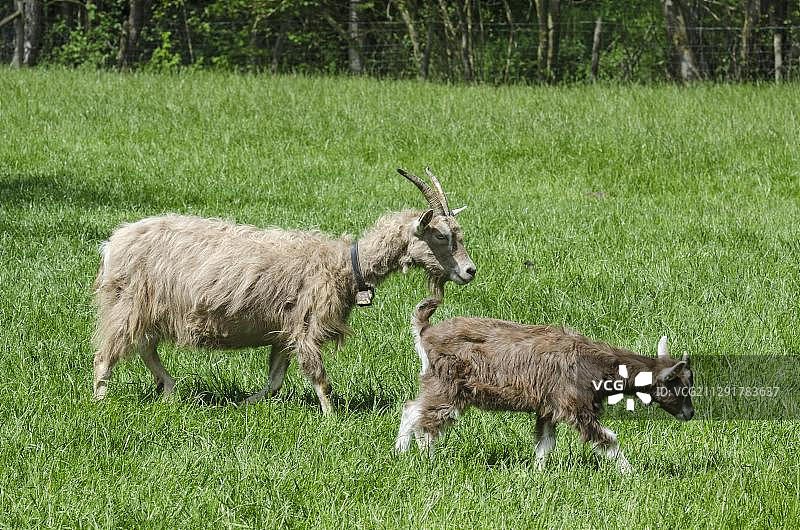 两只托根堡山羊，母羊和小羊，德国，欧洲图片素材