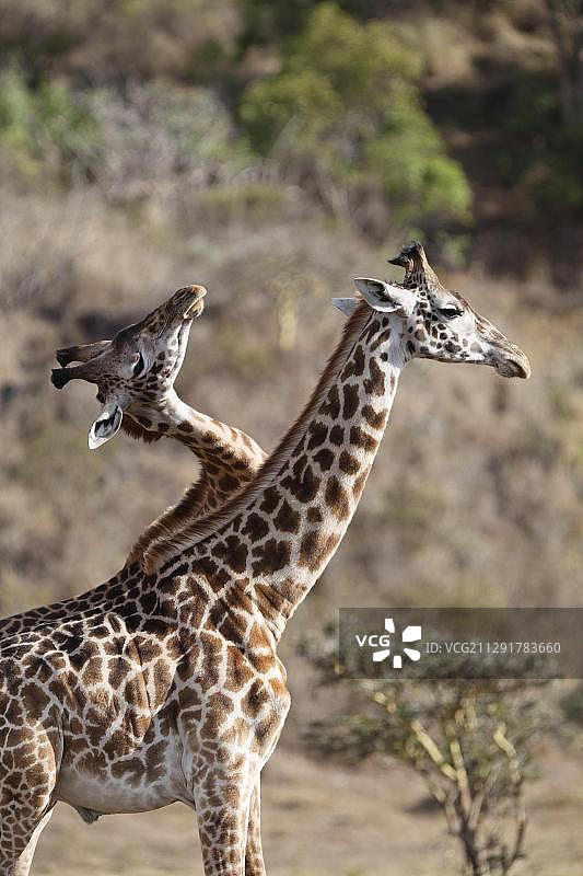 乞力马扎罗长颈鹿（长颈鹿亚种），雄性打斗，阿鲁沙国家公园，坦桑尼亚图片素材